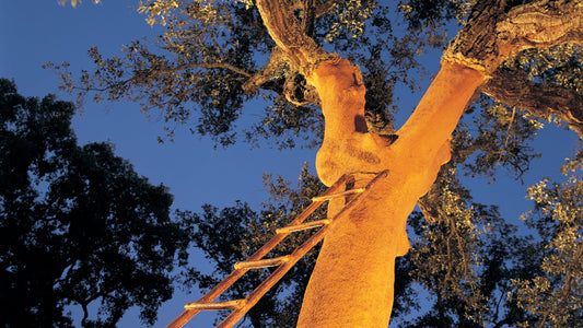 A cortiça: o material mais sustentável do planeta?